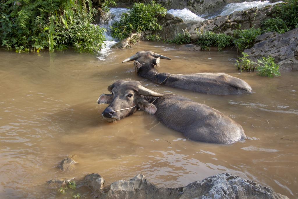 Vallée Nung de la Nam Ngu [Haut-Tonkin, Vietnam] - 2018