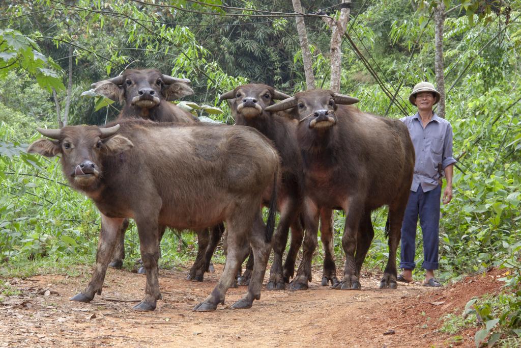 Massif de Coc Xa [Haut-Tonkin, Vietnam] - 2018