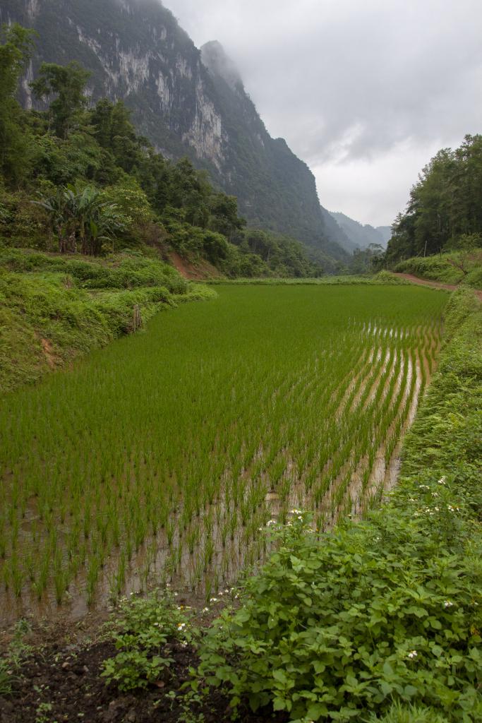 Massif de Coc Xa [Haut-Tonkin, Vietnam] - 2018