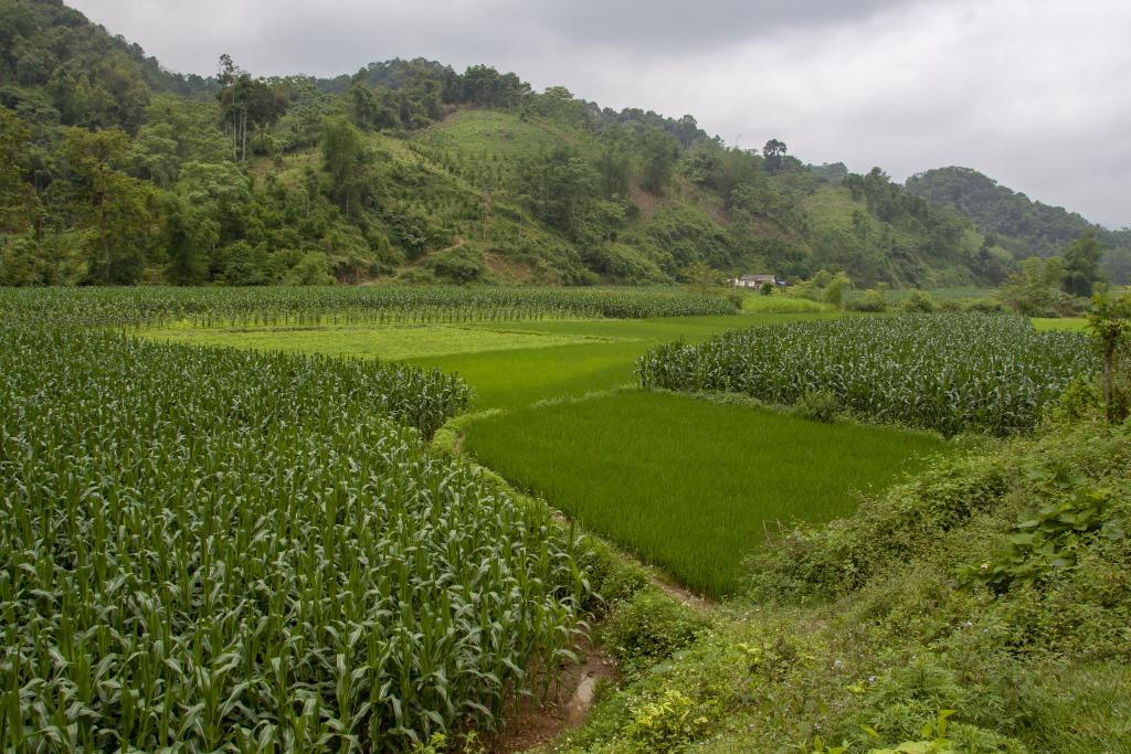 Entre Nam Ngu et Cap Bang [Haut-Tonkin, Vietnam] - 2018
