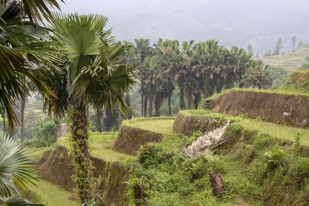 Terrasses du massif de Tay Con Linh [Haut-Tonkin, Vietnam] - 2018