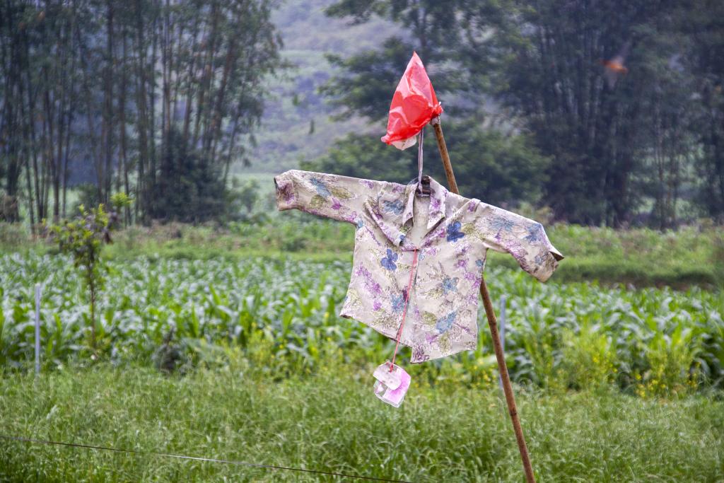 Vallée de Quai Ba [Haut-Tonkin, Vietnam] - 2018