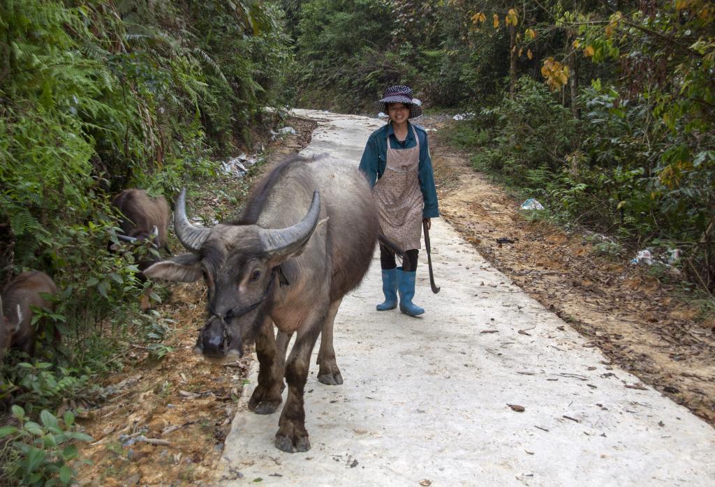 Plateaux de Quyet Tien [Haut-Tonkin, Vietnam] - 2018