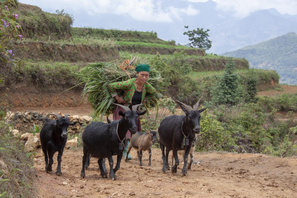 Massif de Can Ty [Haut-Tonkin, Vietnam] - 2018