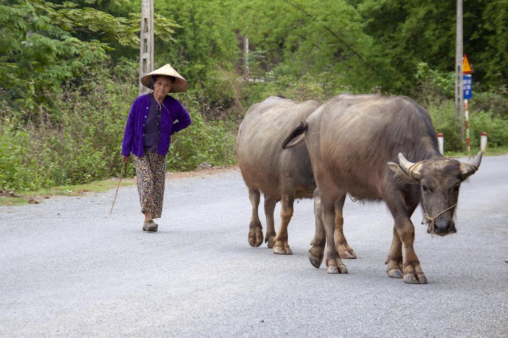 Entre Meo Vac et Khuoi Khon [Haut-Tonkin, Vietnam] - 2018