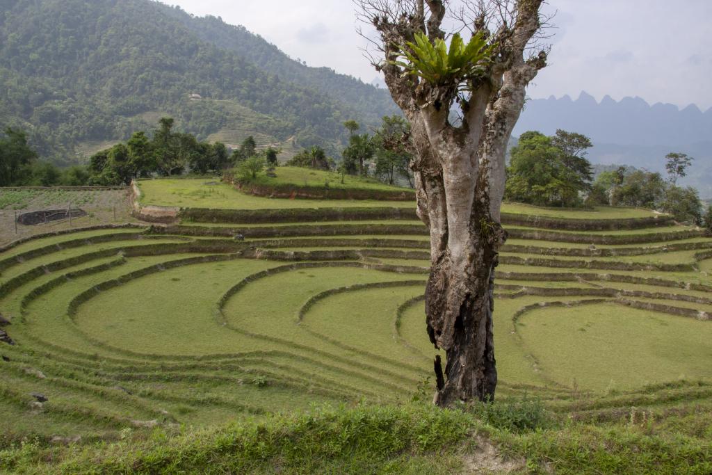 Massif de Tay Con Linh [Haut-Tonkin, Vietnam] - 2018