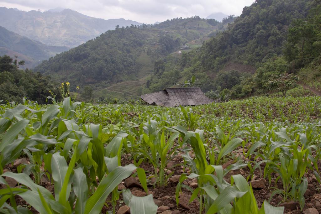 Au-dessus de Khuoi Khon, village de Lolos noirs  [Haut-Tonkin, Vietnam] - 2018