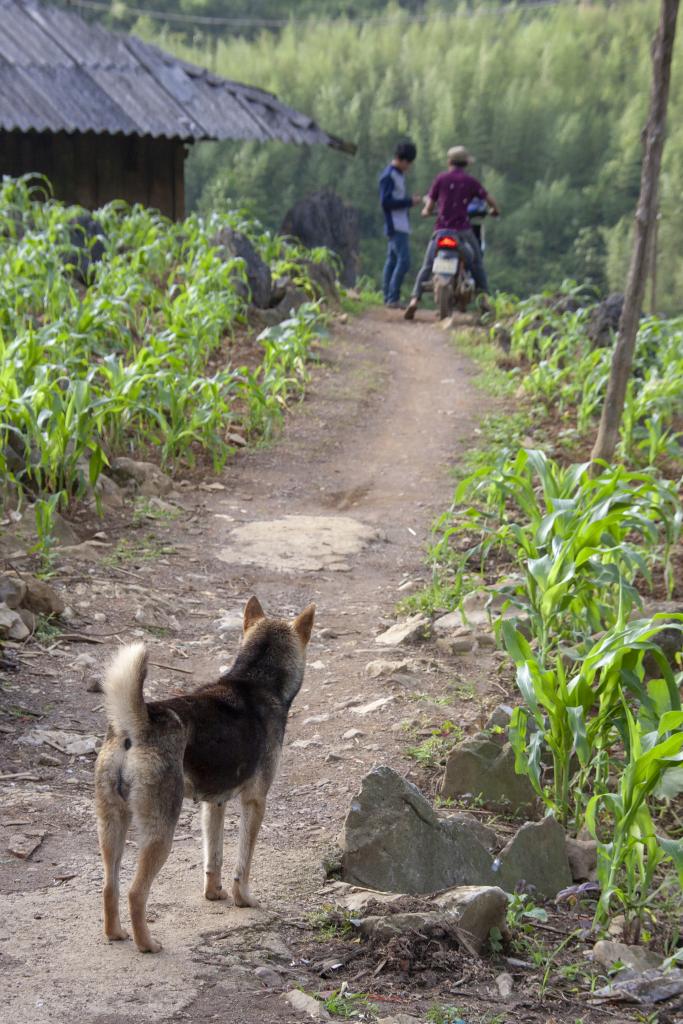 Sac Xai, chez les Dao rouges [Haut-Tonkin, Vietnam] - 2018