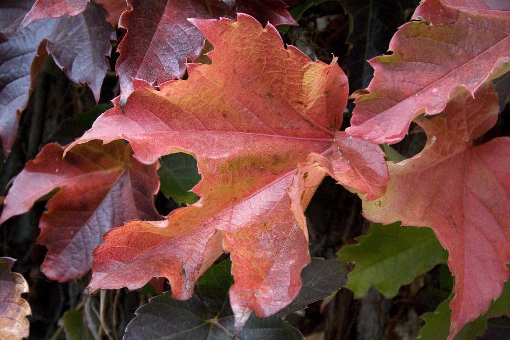 Automne