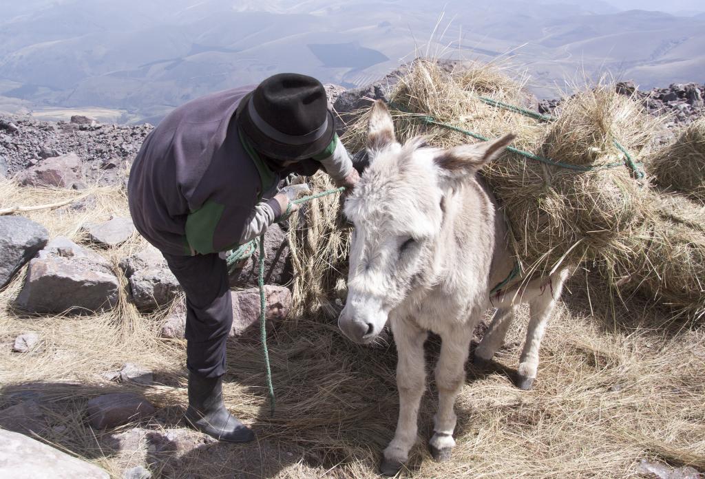 Baltazar s'arqueboute pour serrer les cordes le plus fortement possible