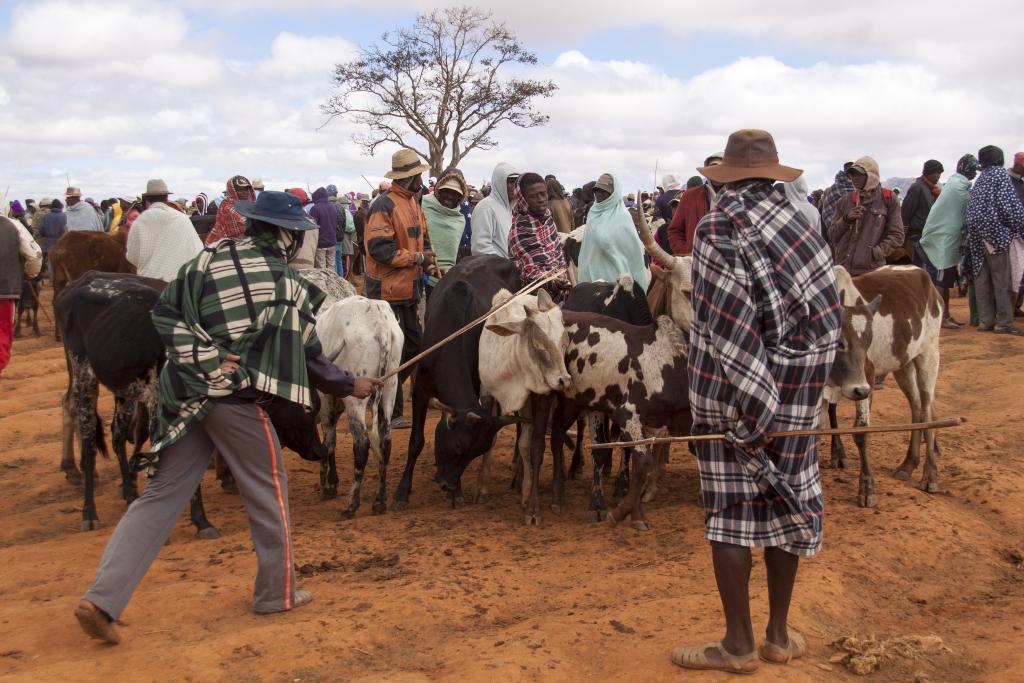 Le marché aux zébus d'Ambalavao [Madagascar] - 2017