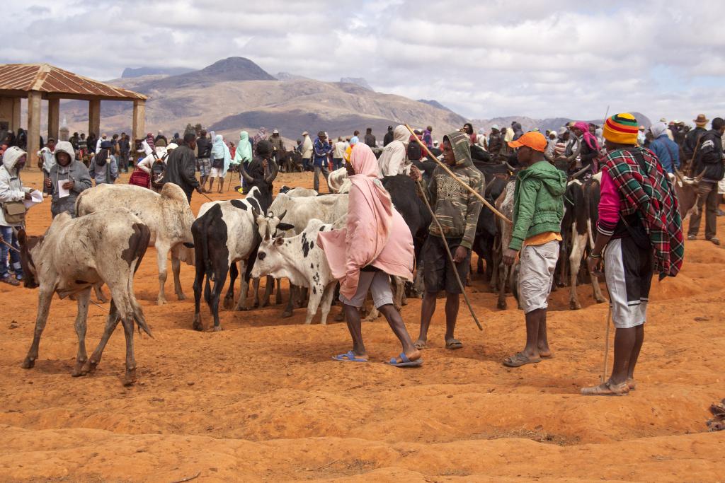 Le marché aux zébus d'Ambalavao [Madagascar] - 2017