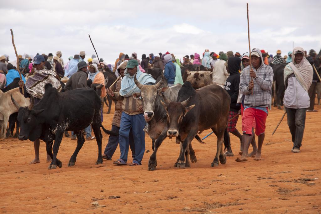 Le marché aux zébus d'Ambalavao [Madagascar] - 2017