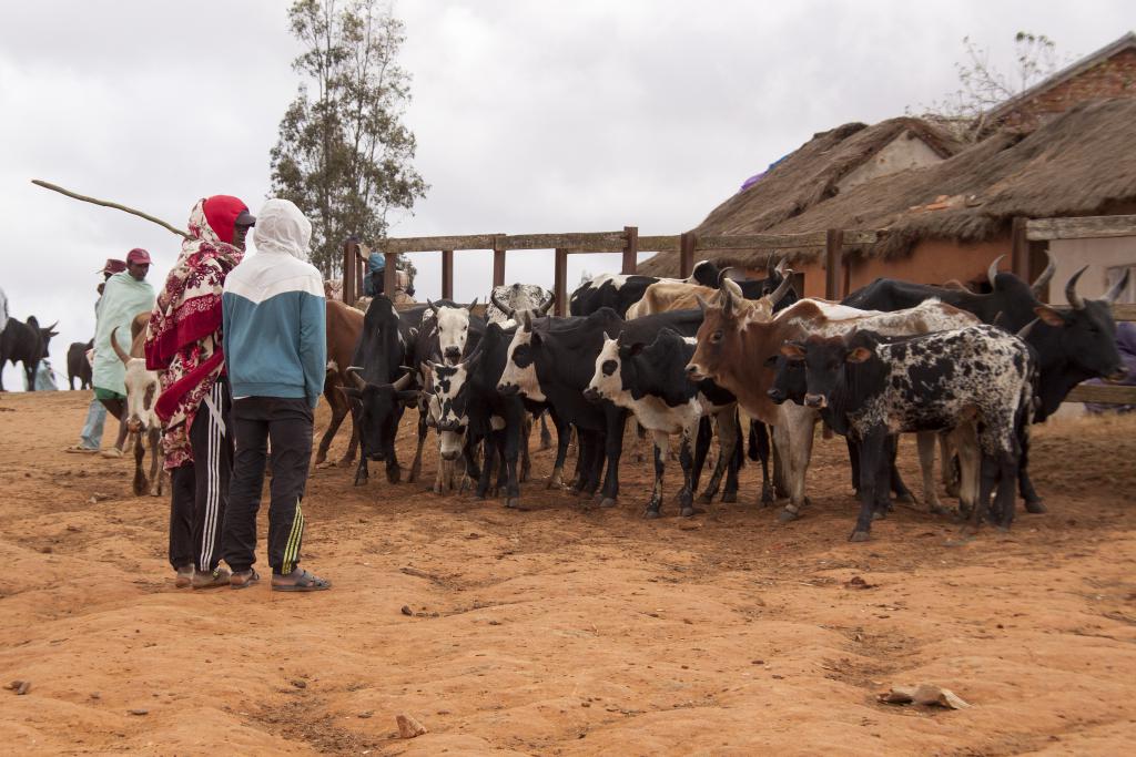 Le marché aux zébus d'Ambalavao [Madagascar] - 2017