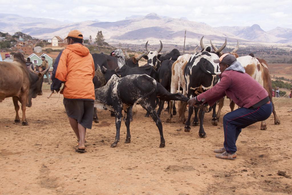 Le marché aux zébus d'Ambalavao [Madagascar] - 2017