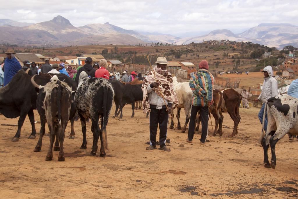 Le marché aux zébus d'Ambalavao [Madagascar] - 2017