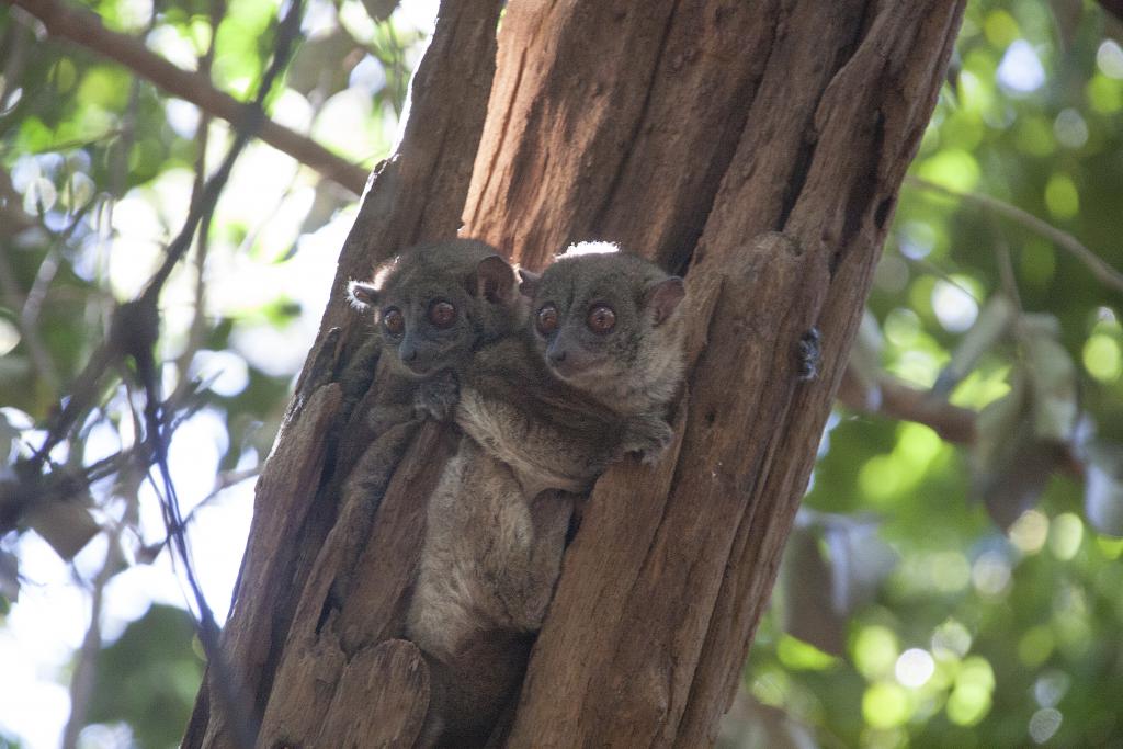 Lémurien, parc de l'Ankarana [Madagascar] - 2017