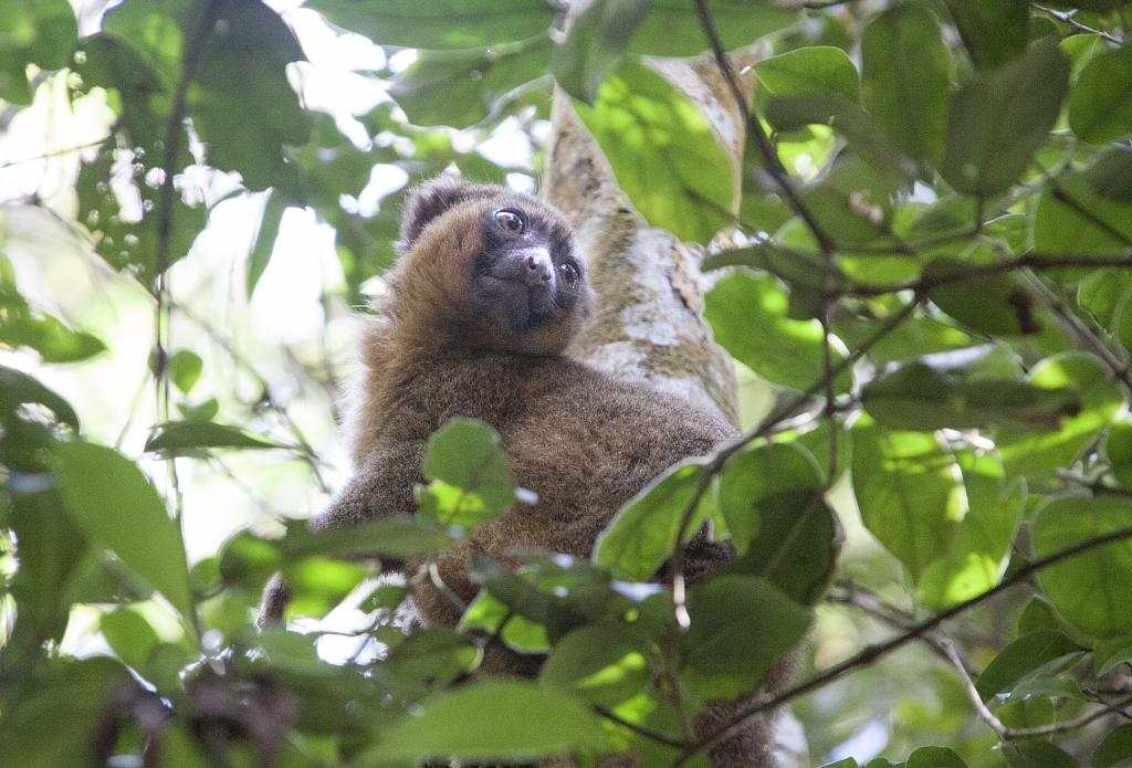 Lémurien, parc de Ranomafana, les Hautes-Terres [Madagascar] - 2017