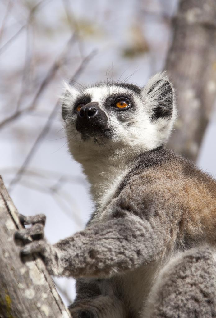 Lémurien Maki Catta, réserve d'Anja [Madagascar] - 2017