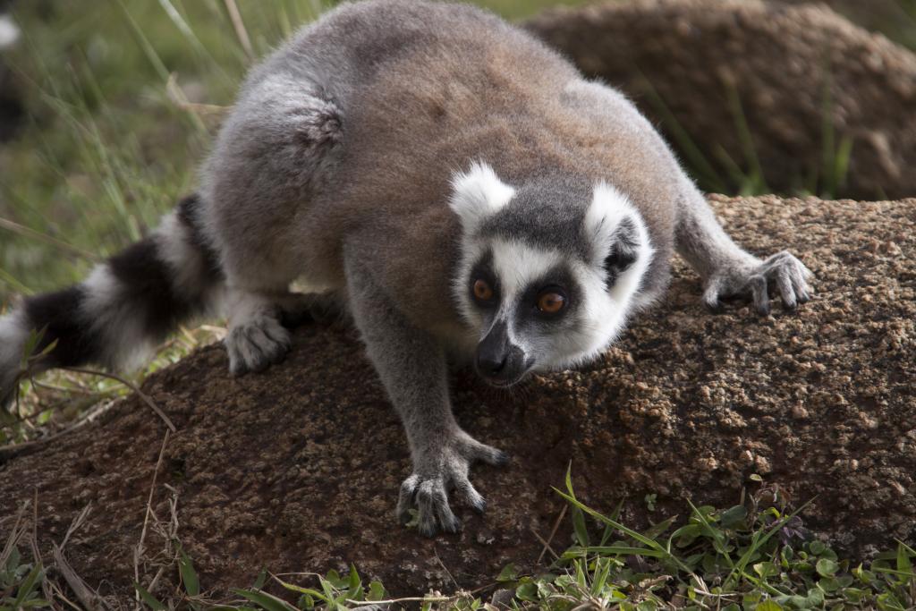 Lémurien Maki Catta, réserve d'Anja [Madagascar] - 2017