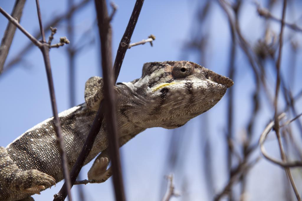 Caméléon, Les trois baies [Madagascar] - 2017