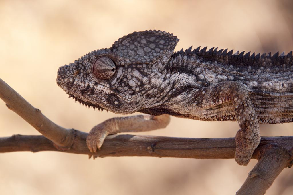 Caméléon, vallée du Tsaranoro [Madagascar] - 2017