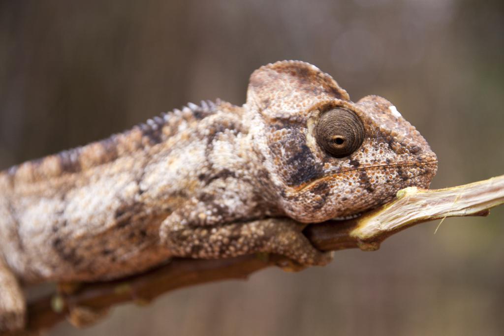 Caméléon, Les trois baies [Madagascar] - 2017