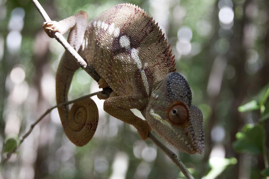 cameleon [Madagascar] - 2017