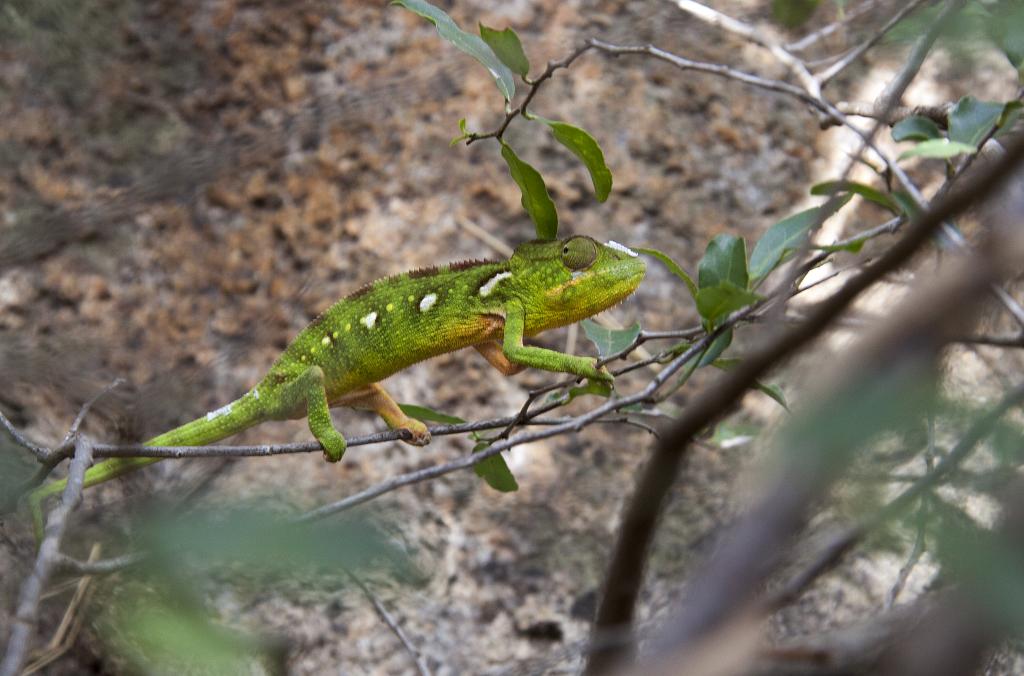 Caméléon [Madagascar] - 2017