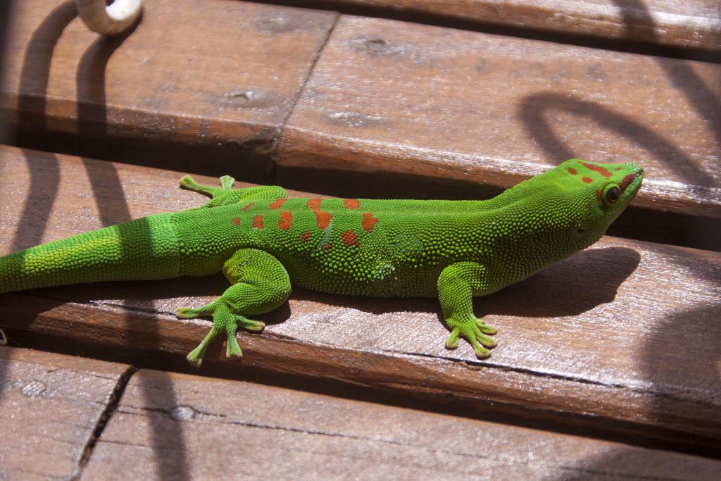 La Montagne d'ambre [Madagascar] - 2017