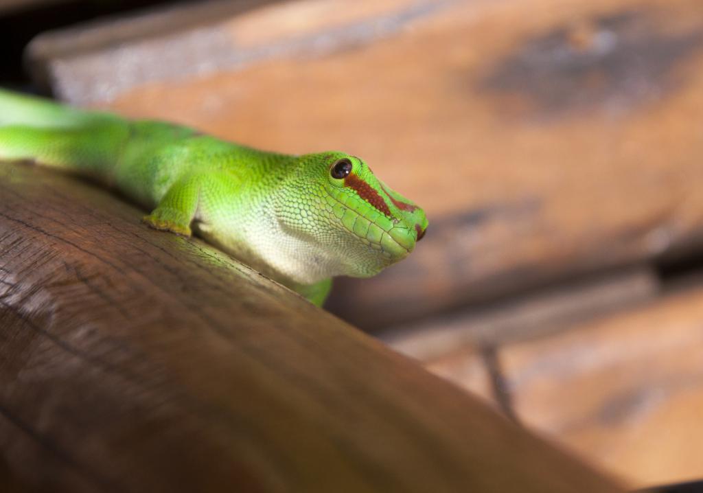 La Montagne d'ambre [Madagascar] - 2017