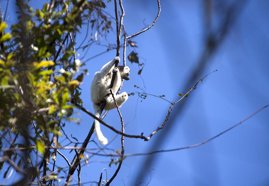 Lémurien blanc, parc de l'Isalo [Madagascar] - 2017