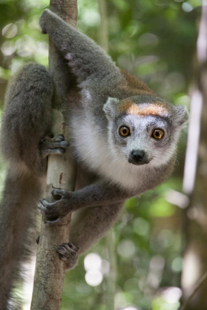 Lémurien couronné, parc de l'Ankarana [Madagascar] - 2017