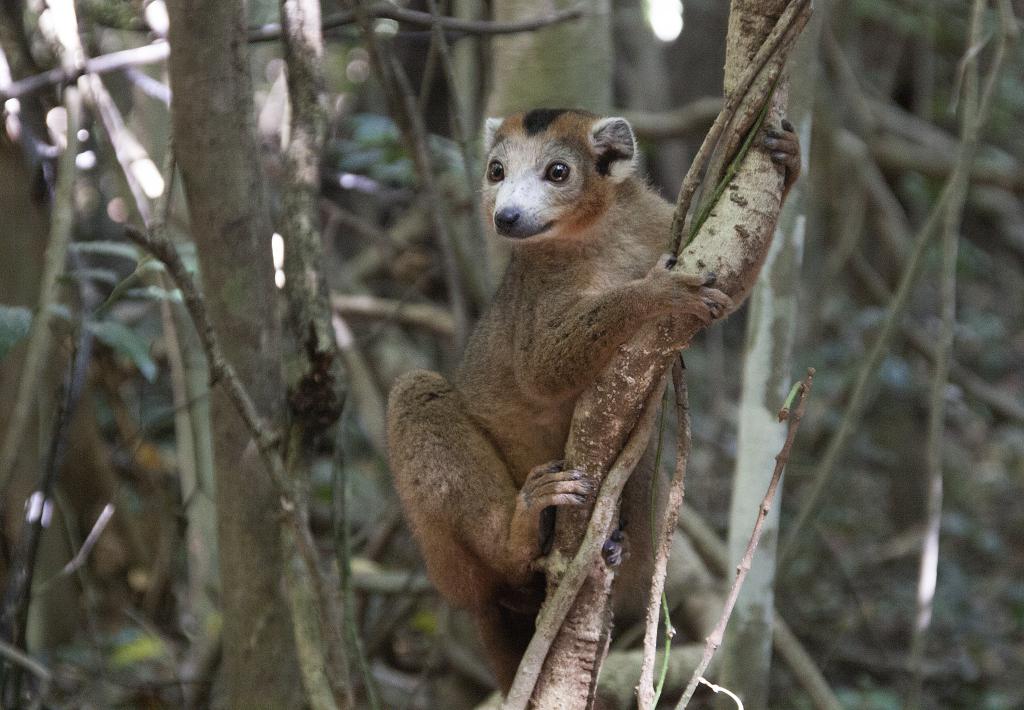 Lémurien couronné, parc de l'Ankarana [Madagascar] - 2017