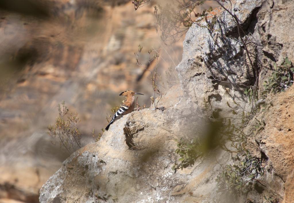 Parc de l'Isalo [Madagascar] - 2017