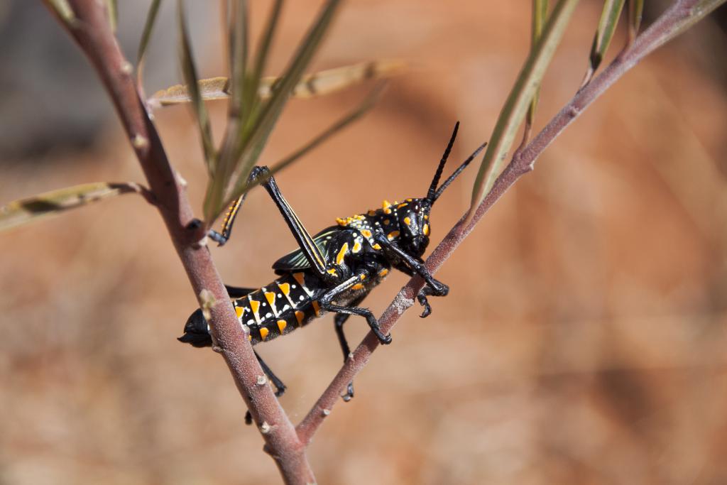 Vers de la réserve d'Anja [Madagascar] - 2017