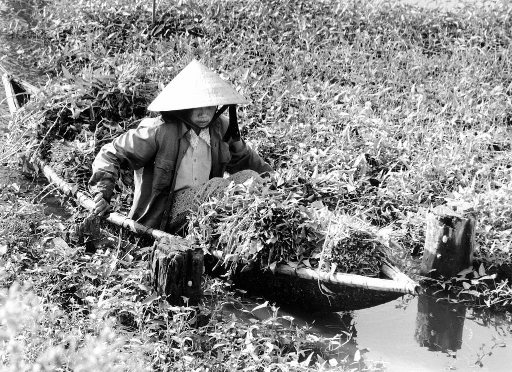 Région de Huê [Vietnam] - 1995