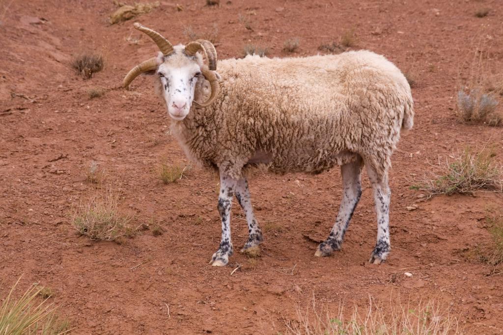 Un bélier 'Bighorn' à Monument Valley, Arizona-Utah [Etats-Unis]