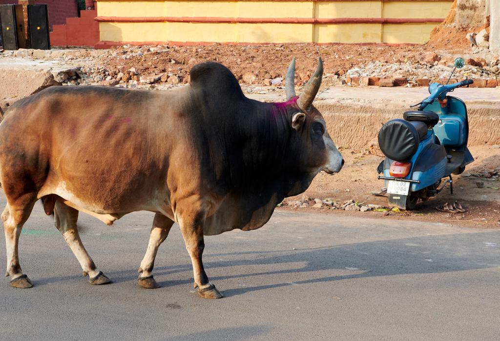 Bhubaneshwar [Orissa, Inde] - 2020