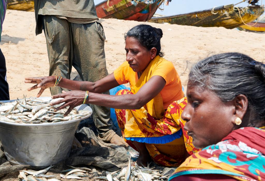 Tri du poisson [Orissa, Inde] - 2020
