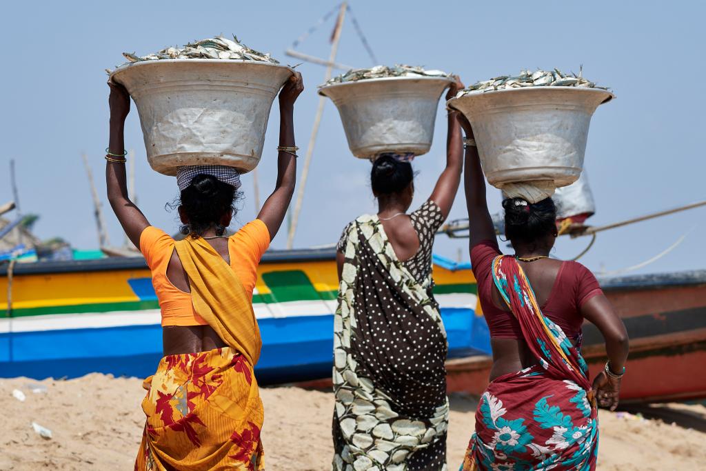 Chargement du poisson [Orissa, Inde] - 2020