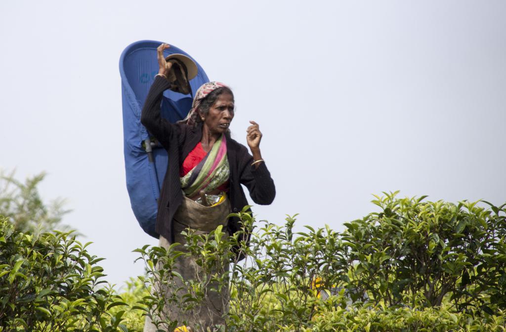 Cueilleuse, Nuwara Elya [Sri Lanka] - 2016