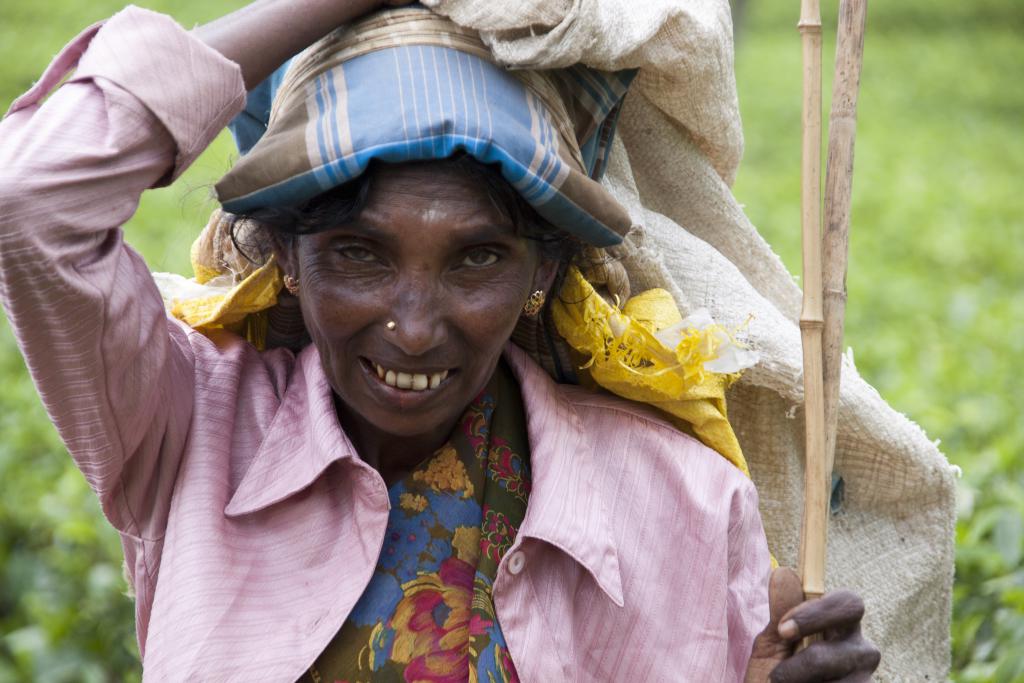 Nuwara Elya, cueilleuse de thé [Sri Lanka] - 2016