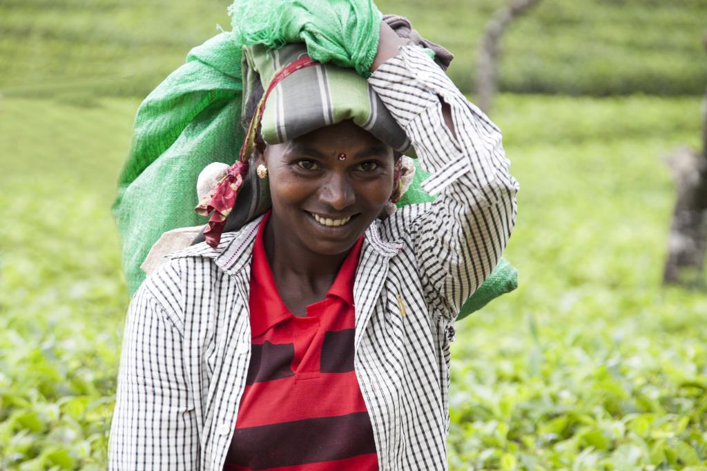 Nuwara Elya, cueilleuse de thé [Sri Lanka] - 2016