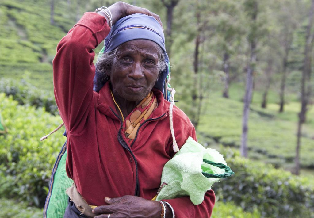 Nuwara Elya, cueilleuse de thé [Sri Lanka] - 2016