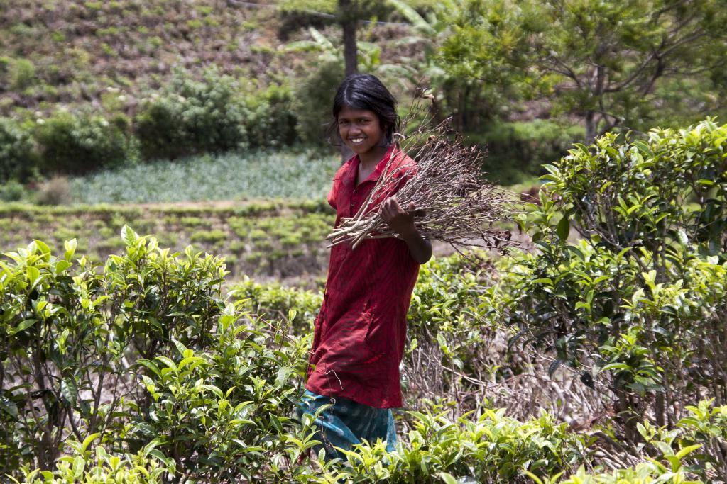 Nuwara Elya [Sri Lanka] - 2016