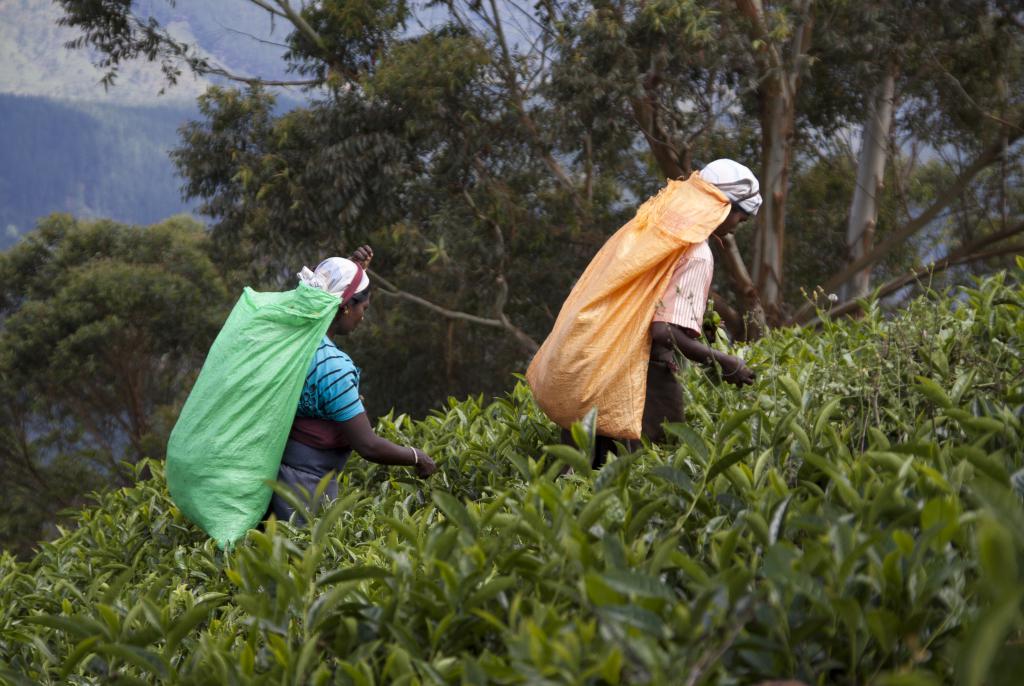 Nuwara Elya [Sri Lanka] - 2016