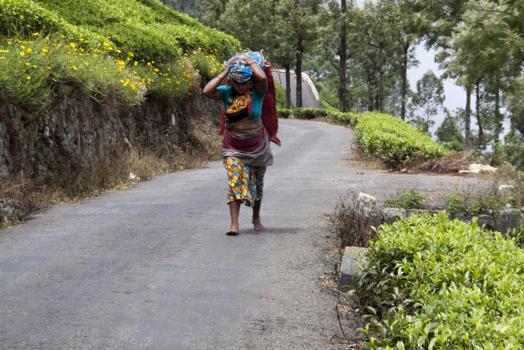 Nuwara Elya [Sri Lanka] - 2016