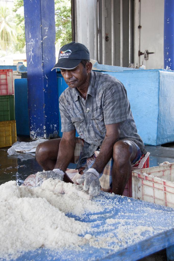 Salage du poisson, Beruwala [Sri Lanka] - 2016