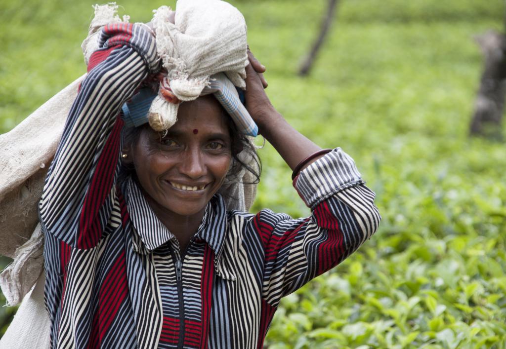 Cueilleuse, Nuwara Elya [Sri Lanka] - 2016